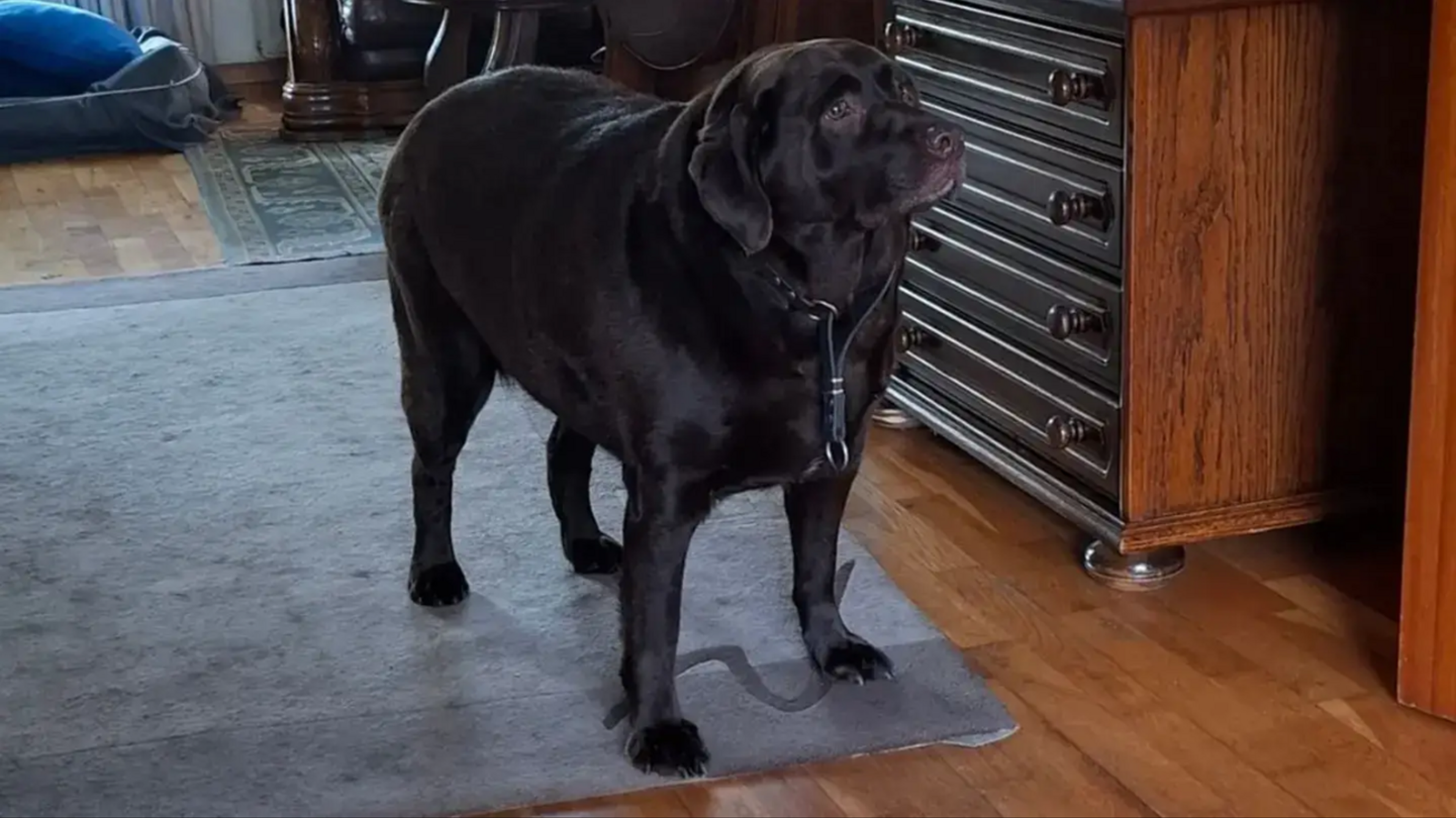 Lizzy woog ruim 20 kilo meer dan gemiddeld: ’constant gevoede’ hond weggehaald bij baasje